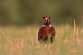 <p>BAŽANT OBECNÝ (Phasianus colchicus) - jižní Morava ---- /Common peansant - Fasan/</p>